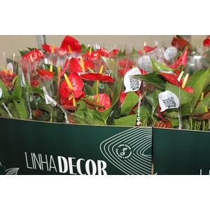 ANTHURIUM RED SUCCESS P15 PREMIUM