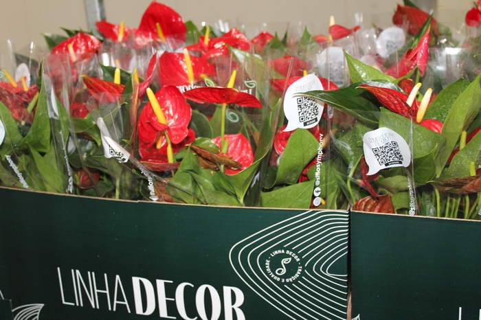 <h4>ANTHURIUM RED SUCCESS P15 PREMIUM</h4>