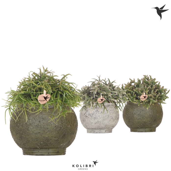 <h4>Rhipsalis   ...mix</h4>