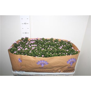 Aster Nb Mys L Brigi