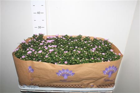 <h4>Aster Nb Mys L Brigi</h4>