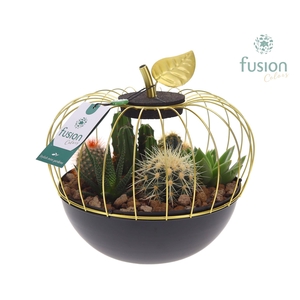 Metaal appel goudzwart Large met Cactussen en Succulenten