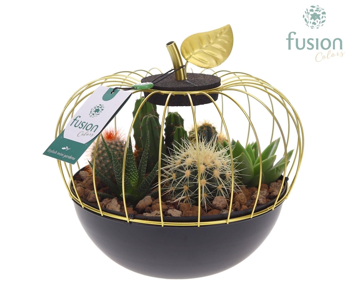 <h4>Metaal appel goudzwart Large met Cactussen en Succulenten</h4>