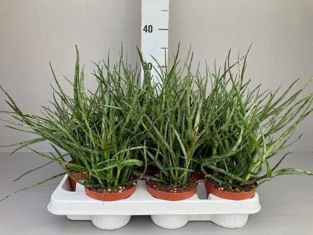 <h4>Aloe Bakerii</h4>