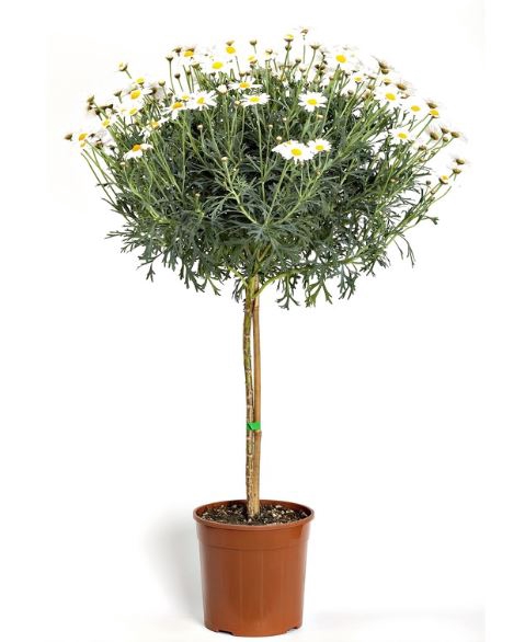 <h4>Anthemis punctata subsp. cupaniana</h4>