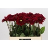 Dahlia Red Runner