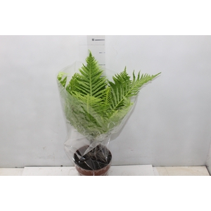 BLECHNUM GIBBUM SILVER LADY P17