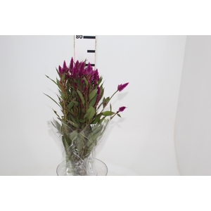 CELOSIA RABO DE GATO 070 CM PINK