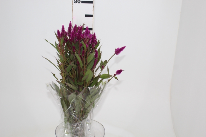 <h4>CELOSIA RABO DE GATO 070 CM PINK</h4>