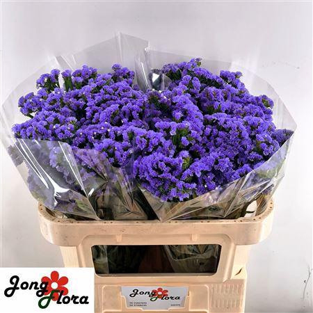 Lim S Midnight Wings