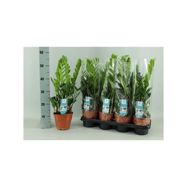 <h4>Zamio Zamiifolia 4+</h4>