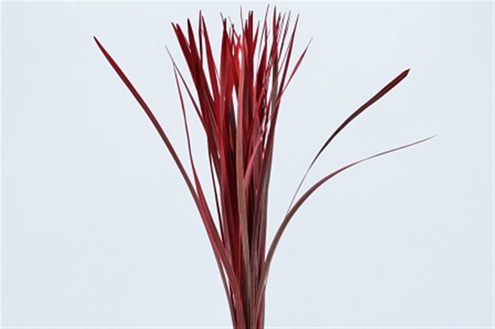 <h4>Liriope Muscari Red Pbs</h4>