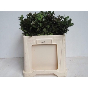 ILEX BL M BLU PRINCE