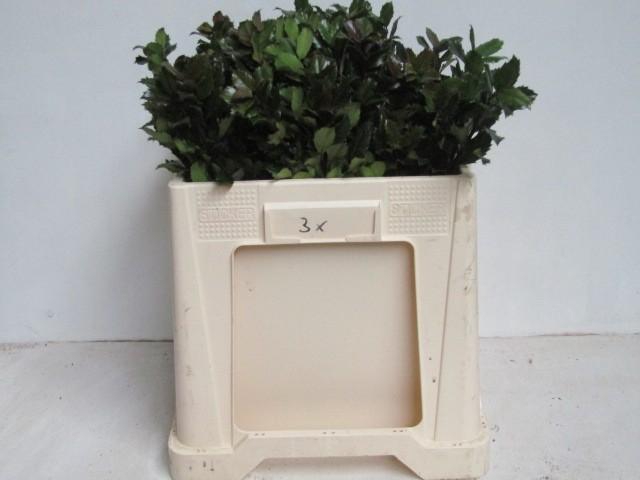 <h4>ILEX BL M BLU PRINCE</h4>