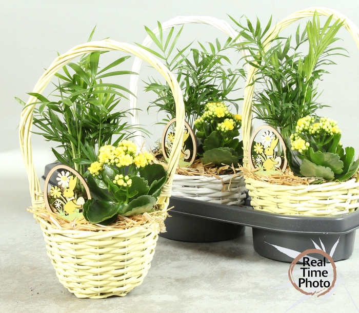 <h4>ARR KAMERPL</h4>