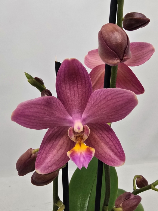 <h4>Limited 61 week 18</h4>