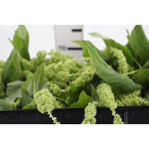 AMARANTHUS VERDE 070 CM VERDE