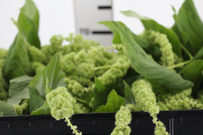 <h4>AMARANTHUS VERDE 070 CM VERDE</h4>
