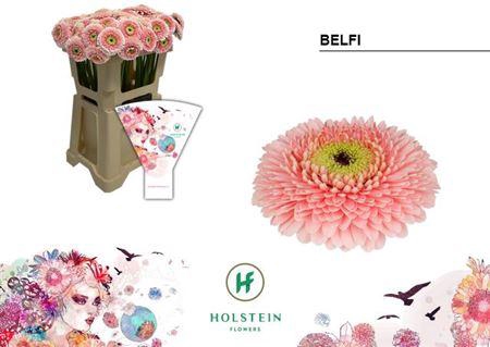 <h4>GE MB GERPONI BELFI EMMER HOES X80</h4>