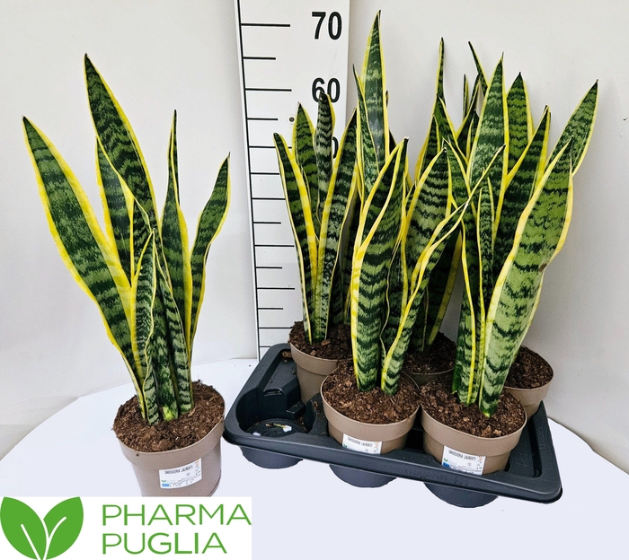 <h4>SANSEV LAURENTII</h4>