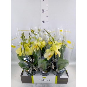 Phalaenopsis   ...yellow