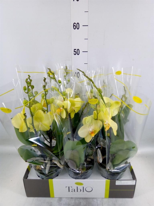 <h4>Phalaenopsis   ...yellow</h4>