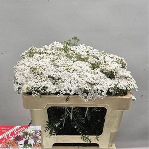 ACHIL M WHITE BEAUTY