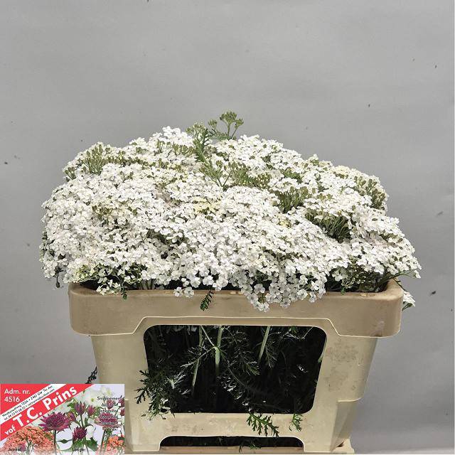 <h4>ACHIL M WHITE BEAUTY</h4>