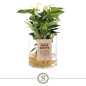 Aqua Roots Cilinder Straight - White