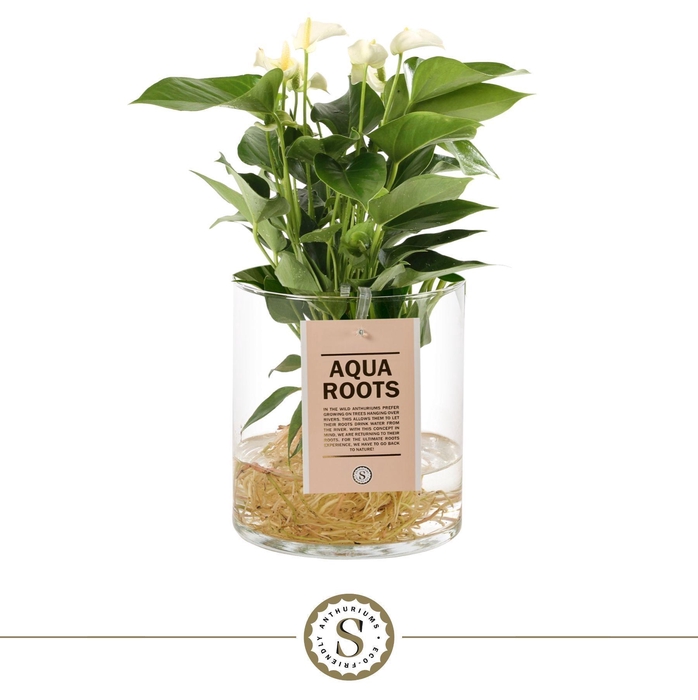 <h4>Aqua Roots Cilinder Straight - White</h4>
