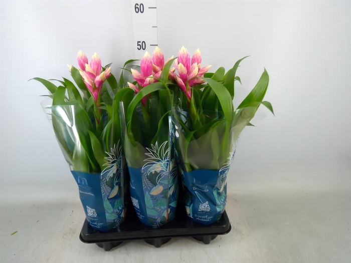 <h4>Guzmania  'Candy'</h4>