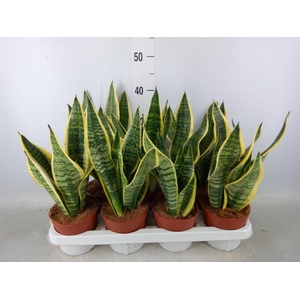 Sansevieria trifa. 'Futura Superba'