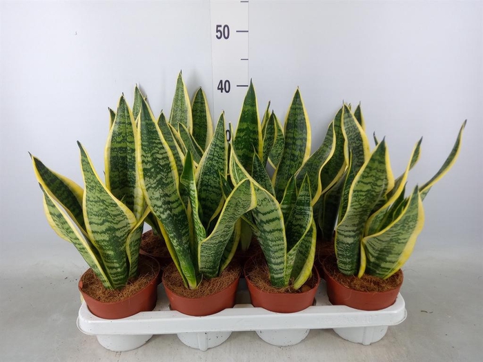 <h4>Sansevieria trifa. 'Futura Superba'</h4>