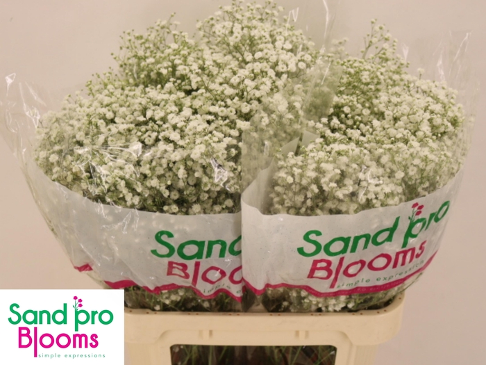 <h4>GYPS PA XLENCE</h4>