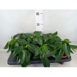 Peperomia