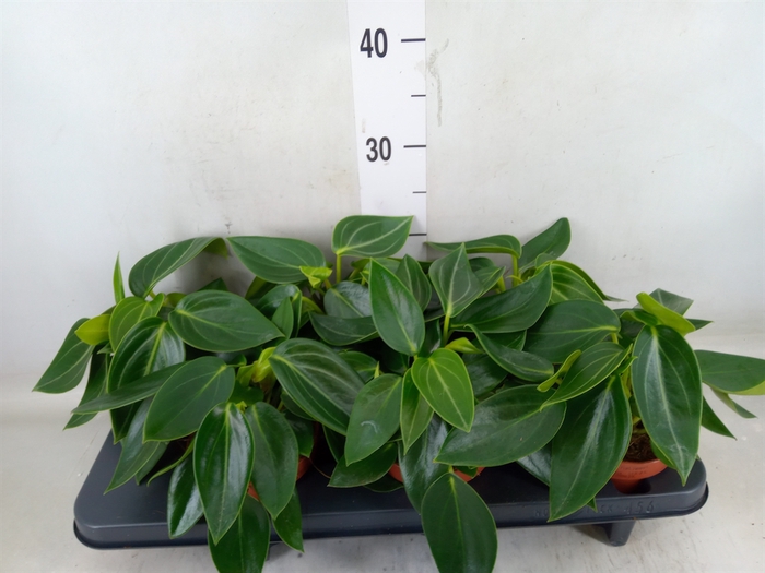 <h4>Peperomia</h4>