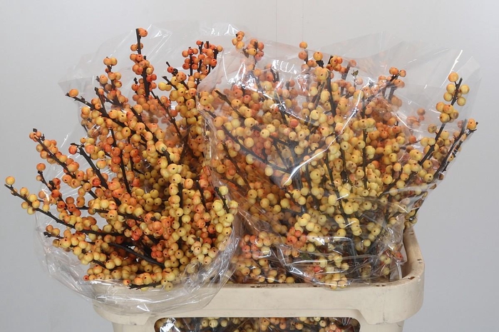 <h4>Ilex Cresgold</h4>