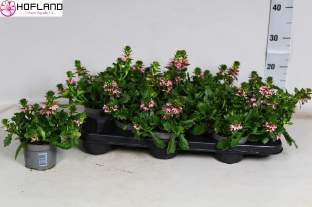 <h4>SCAEV FANATIX PINK</h4>