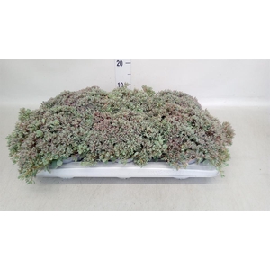 Sedum cauticola 'Lidakense'