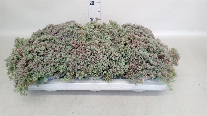 <h4>Sedum cauticola 'Lidakense'</h4>