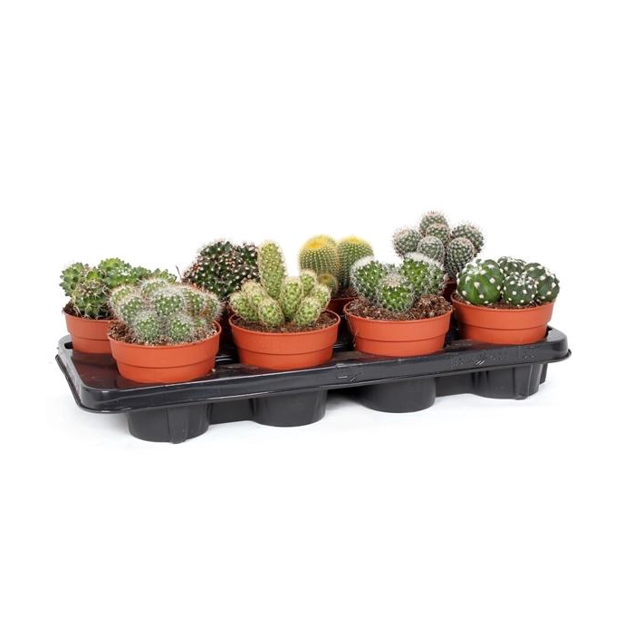 <h4>Cactus bollen mix 12 cm</h4>