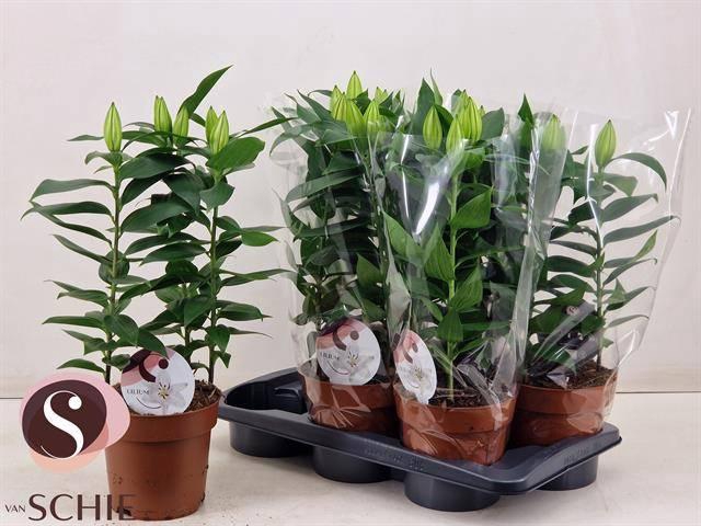 <h4>LIL OR OXYGEN</h4>