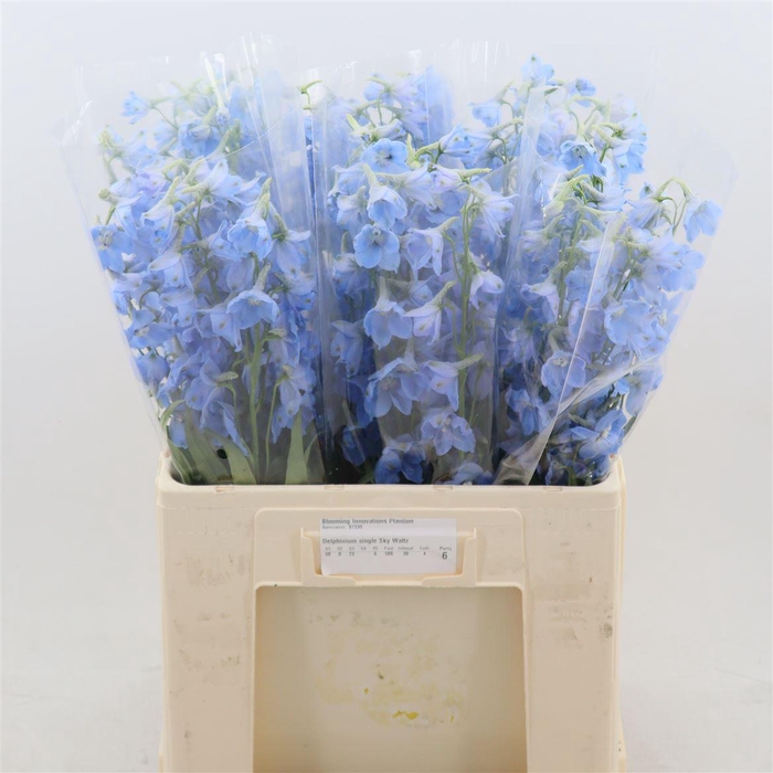<h4>Delphinium single Sky Waltz</h4>