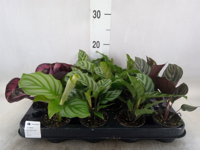 <h4>Calathea   ...mix</h4>