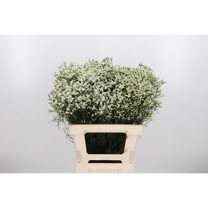 Lim Sin Sen P Colada