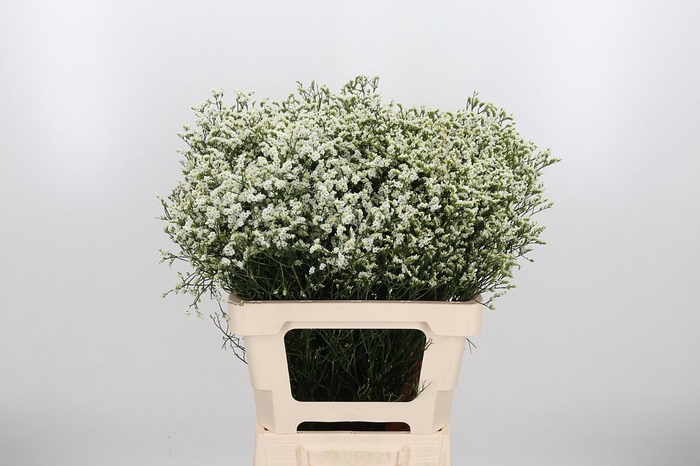 <h4>Lim Sin Sen P Colada</h4>