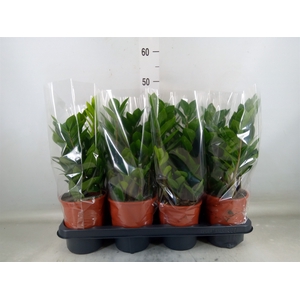 Zamioculcas zamiifolia