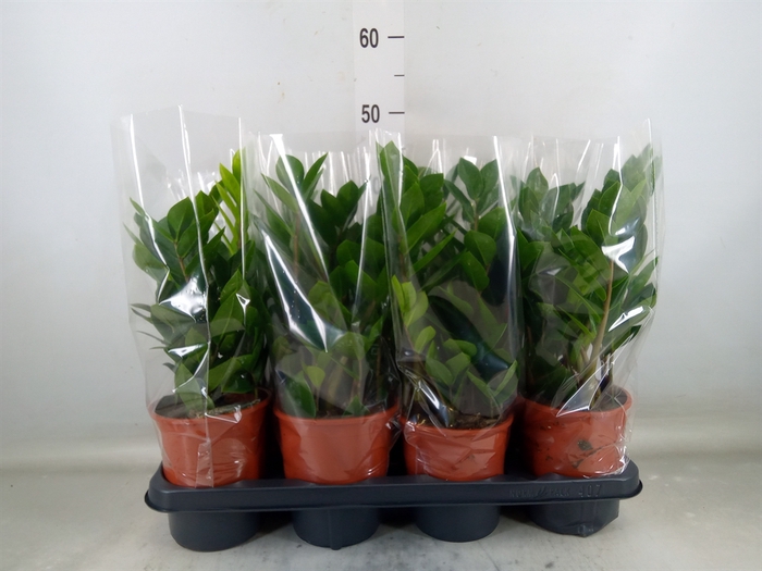 <h4>Zamioculcas zamiifolia</h4>
