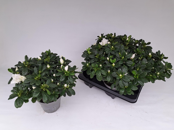 <h4>RHODO SI OV</h4>