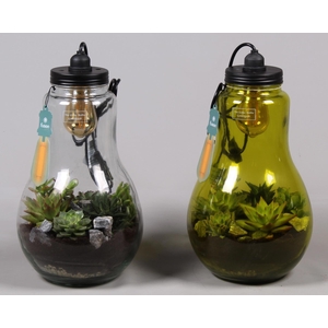 Glas Terrarium XXL helder met verlichting met Succulenten